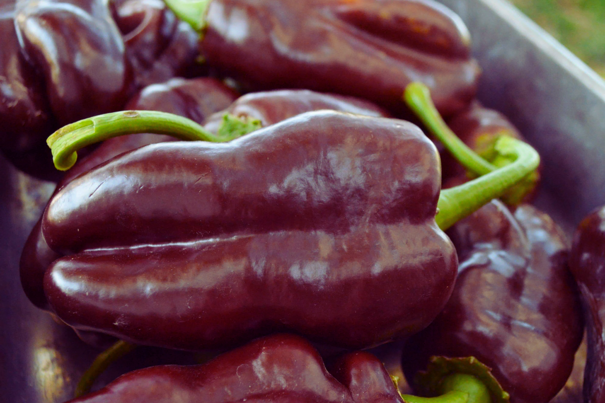 Sweet Chocolate Bell Pepper Seeds | 50+ Heirloom Seeds | Chocolate Beauty | Capsicum annuum | Ideal for Containers