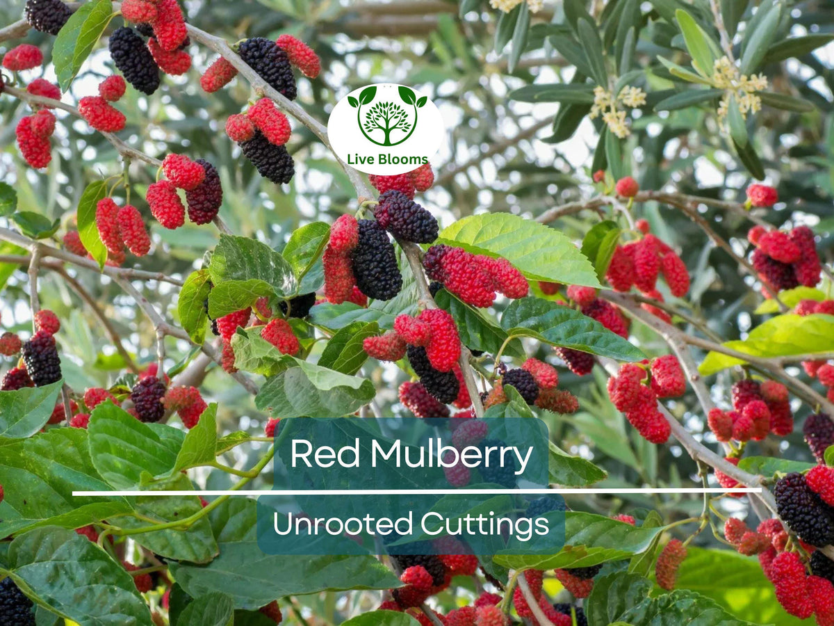 Burning Bush Seedling Plant 4-8 Inches Live Bare Root Euonymus alatus Red Foliage Hardy Garden Shrub for Zones 5-9