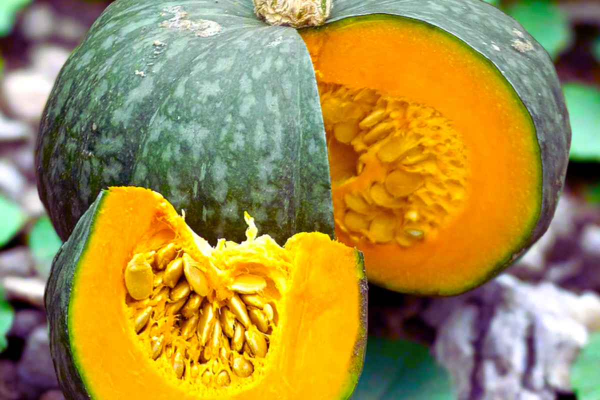 Japanese Kabocha Seeds - Organic Heirloom Green Pumpkin - Cucurbita maxima - Non-GMO Winter Squash for Home Gardening
