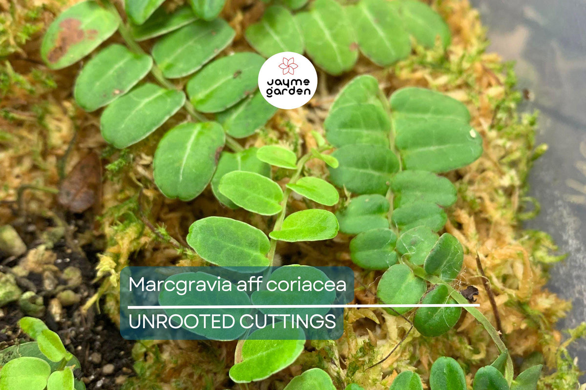 Christmas Cactus Starter Plant - Miss Shimano - Schlumbergera Truncata - Well-Rooted Indoor Cactus for Holiday Decor