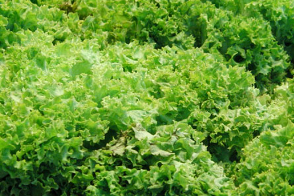 Green Ice Leaf Lettuce Seeds | NON-GMO Leaf Lettuce | Lactuca sativa | Fast-Growing, Crunchy, Frilled Leaves