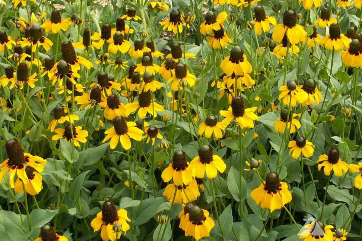 Clasping Coneflower Seeds | Non-GMO | Yellow Blooms | Rudbeckia Amplexicaulis | Drought Tolerant | Attracts Pollinators