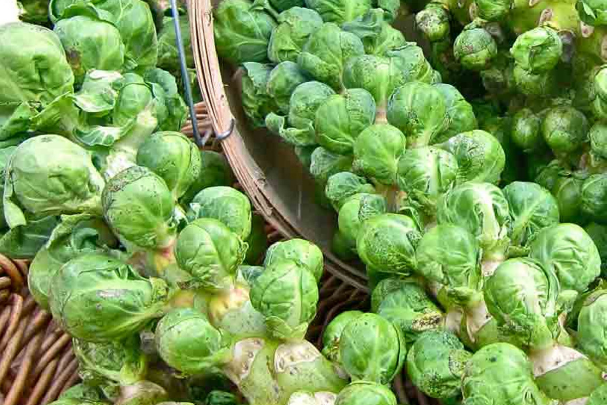 Brussels Sprout Seeds | Catskill Variety | Vegetable Seeds | Brassica oleracea var. gemmifera - Easy Grow, High Yield