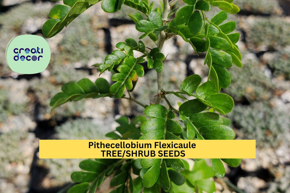 Christmas Cactus Starter Plant - Miss Shimano - Schlumbergera Truncata - Well-Rooted Indoor Cactus for Holiday Decor