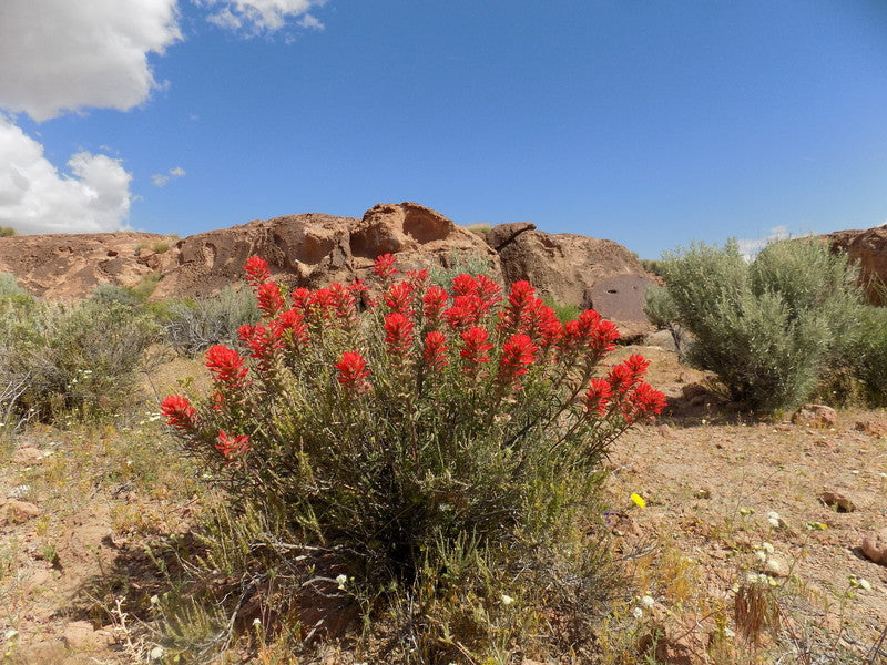 Narrowleaf Indian Paintbrush Seeds - 300 Red Blooms - Castilleja angustifolia var. dubia - Native Wildflower, Pollinator Plant