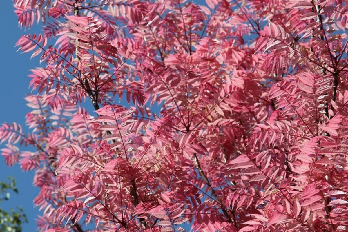 Red Toon Seeds - Heirloom Chinese Mahogany, Culinary Flavor, Toona sinensis, Easy Care Gardening