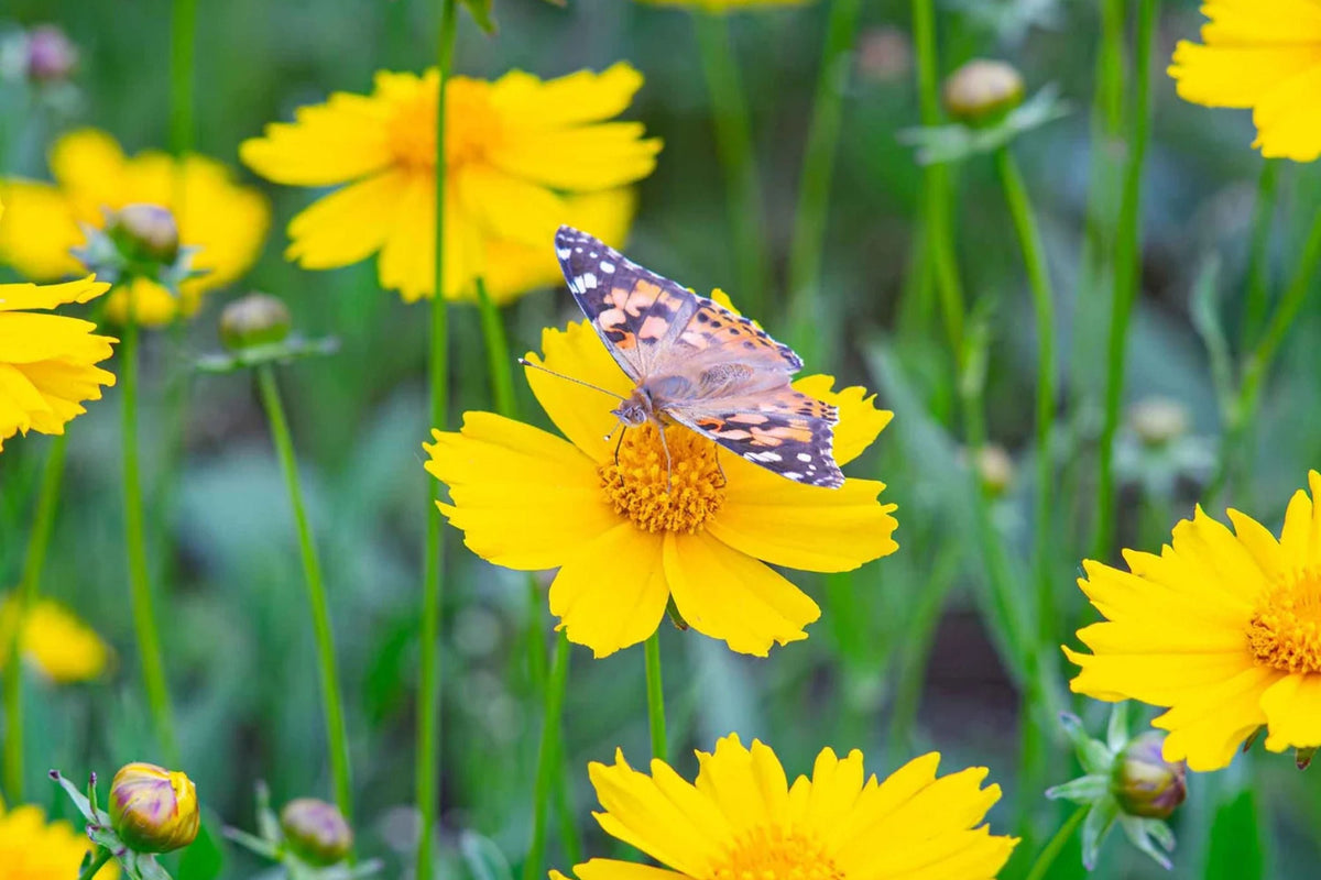 Lance Leaf Coreopsis Seeds | Non-GMO | Golden Yellow Blooms | Coreopsis lanceolata | Drought Tolerant, Pollinator Friendly