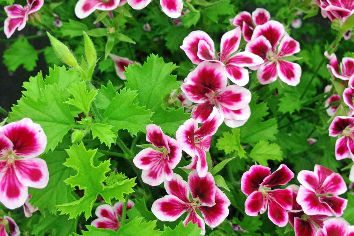 Citrosa Geranium Seeds - 25 Premium Seeds - Mosquito Repellent, Lemon-Scented Foliage - Pelargonium citrosum - USA Grown