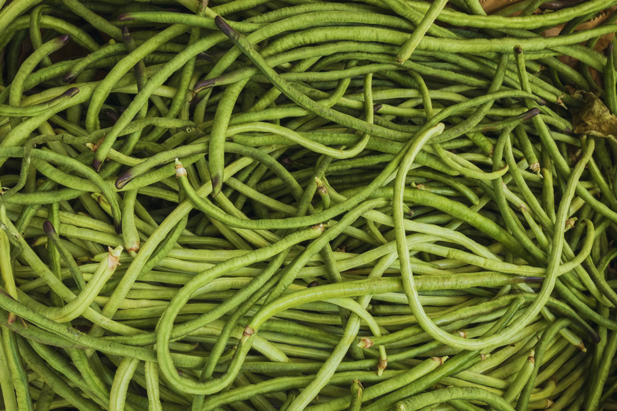Yardlong Bean Seeds, Dark Green, Asparagus Bean, Vigna unguiculata subsp. sesquipedalis, High Yield, Climbing Vine