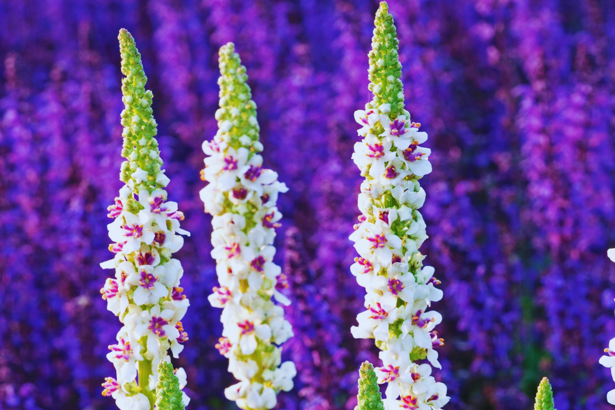 Verbascum Seeds - Purple Mullein Hybrids Mix | Flower Seeds | Verbascum phoeniceum | 50+ Seeds for Vibrant Blooms