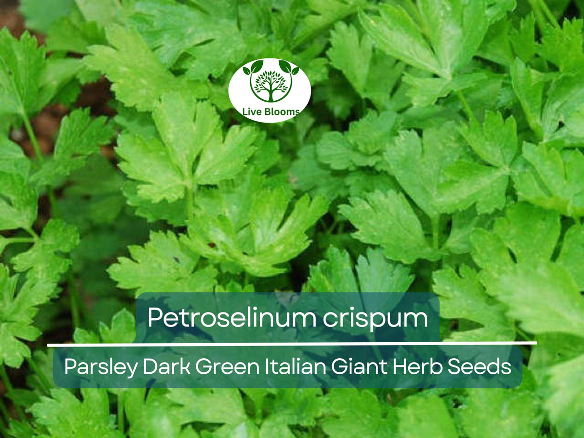 500 Parsley Seeds - Dark Green Italian Giant - Petroselinum crispum - Fresh Herb for Cooking, Garden & Kitchen Use