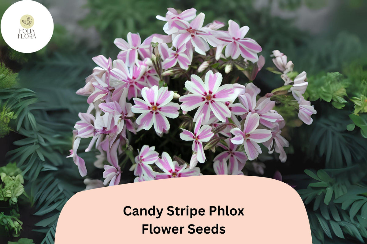 Christmas Cactus Starter Plant - Miss Shimano - Schlumbergera Truncata - Well-Rooted Indoor Cactus for Holiday Decor