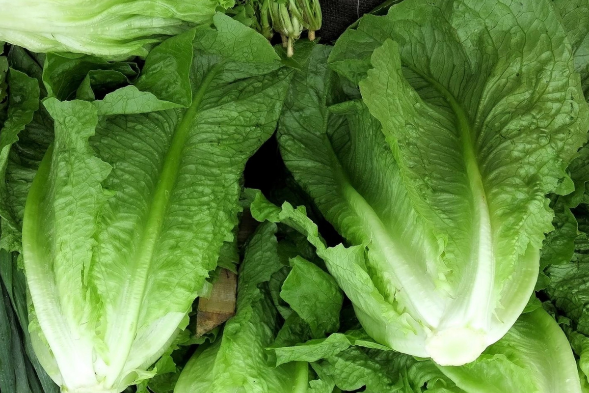 Romaine Lettuce Seeds Packet - Parris Island & Manchester Varieties - NON-GMO Lactuca sativa for Home Gardening