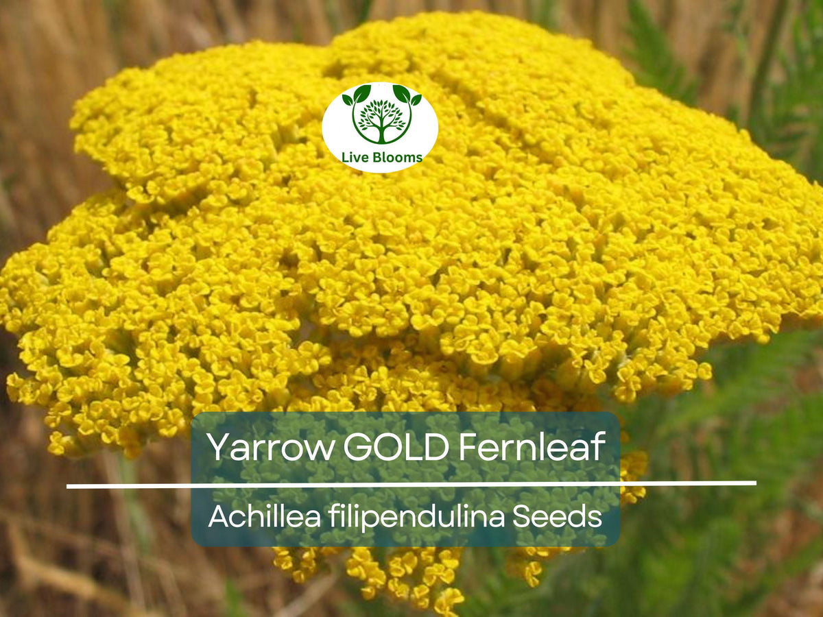 Yarrow Seeds 1500 Count GOLD Fernleaf Achillea filipendulina | Non-GMO Perennial Flower, Drought-Tolerant, Pollinator-Friendly