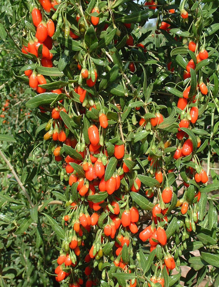 Live Goji Berry Plant 6” Pot, Edible Superfruit Bush, Cold Hardy, Lycium barbarum, Fast Growing, Perfect for Home Gardens