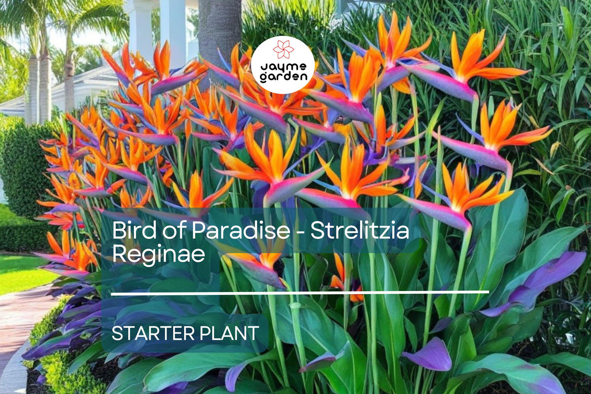 Christmas Cactus Starter Plant - Miss Shimano - Schlumbergera Truncata - Well-Rooted Indoor Cactus for Holiday Decor