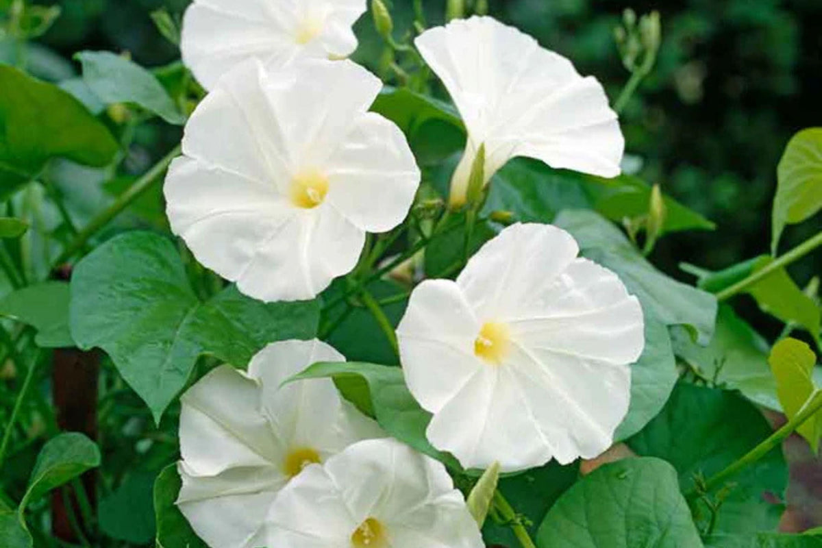 Pearly Gates Morning Glory Seeds | Non-GMO | Fast-Climbing White Vine | Ipomoea tricolor | Pollinator-Friendly 30-600 Seeds