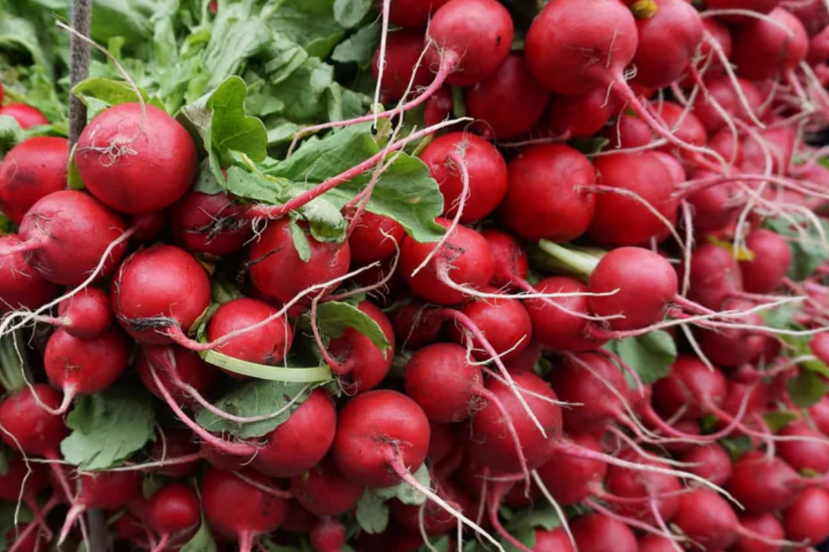 German Giant Radish Seeds - Large Red Globe Variety - Raphanus sativus - Heirloom Vegetable Seeds - 100 Seeds Packet