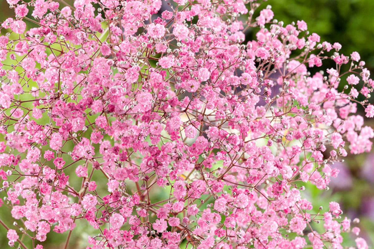 Pink Baby's Breath Seeds | Non-GMO | Light Pink Blooms | Gypsophila elegans | Cut & Dried Flower Seeds