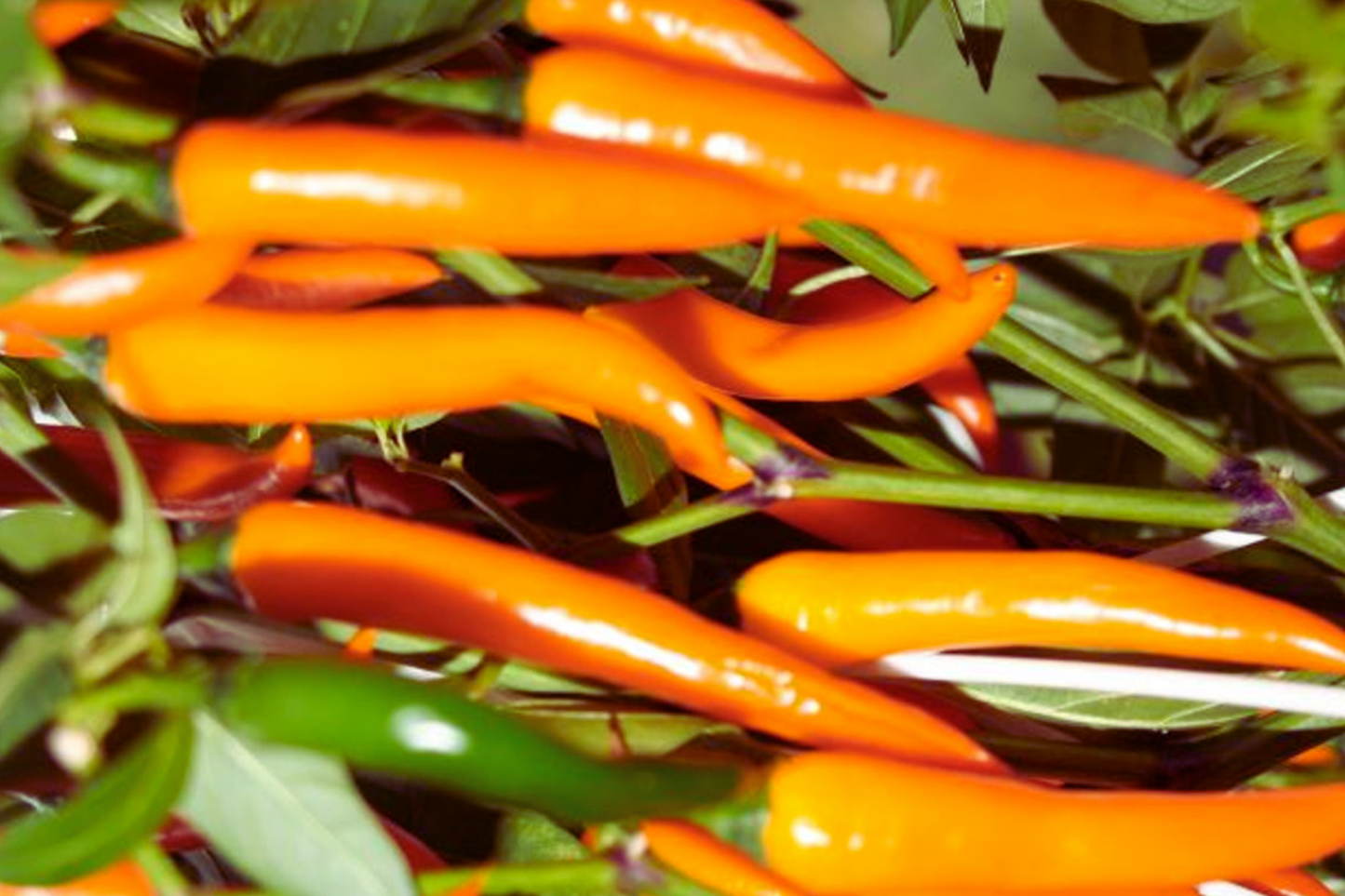Golden Cayenne Hot Pepper Seeds | Non-GMO | Gold Cayenne Chile Pepper | Capsicum annuum