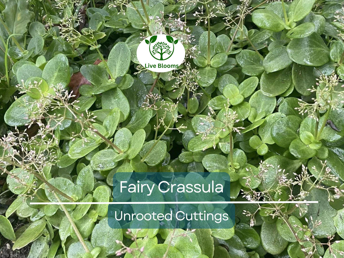 20 Unrooted Cuttings Ligustrum Glossy Privet 8" Evergreen Waxleaf Fast Growing Dense Shrub for Privacy Hedge Ligustrum lucidum