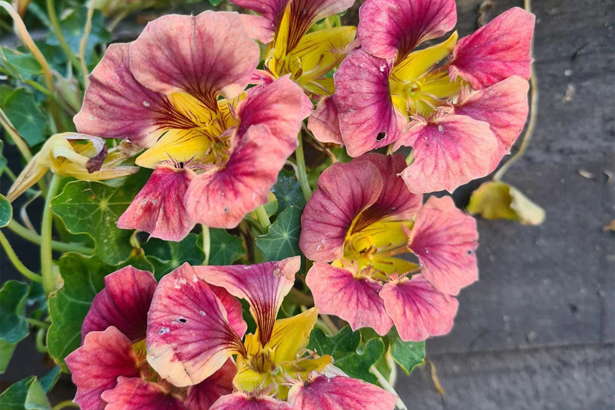 Purple Emperor Nasturtium Seeds - 50+ Rare Dark Blooms - Edible Flowers - Trailing Vine - Tropaeolum majus - USA Grown