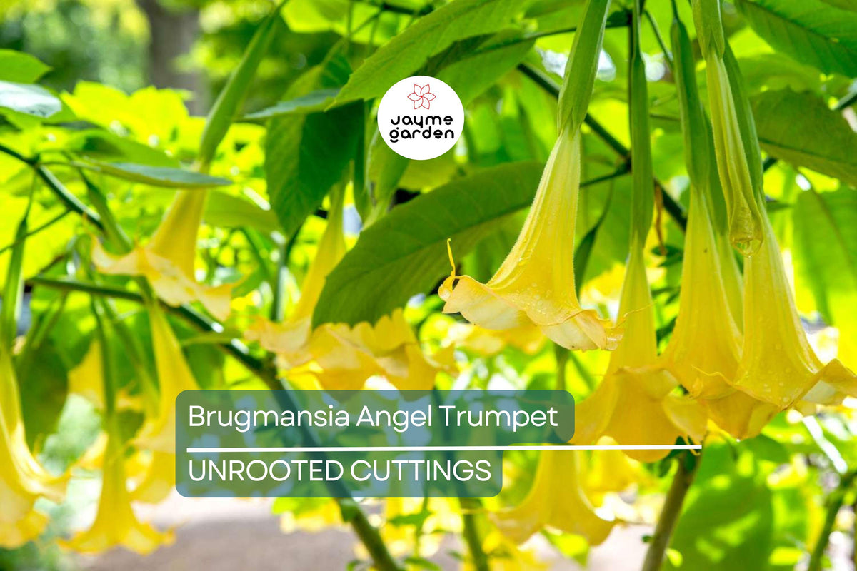 Christmas Cactus Starter Plant - Miss Shimano - Schlumbergera Truncata - Well-Rooted Indoor Cactus for Holiday Decor
