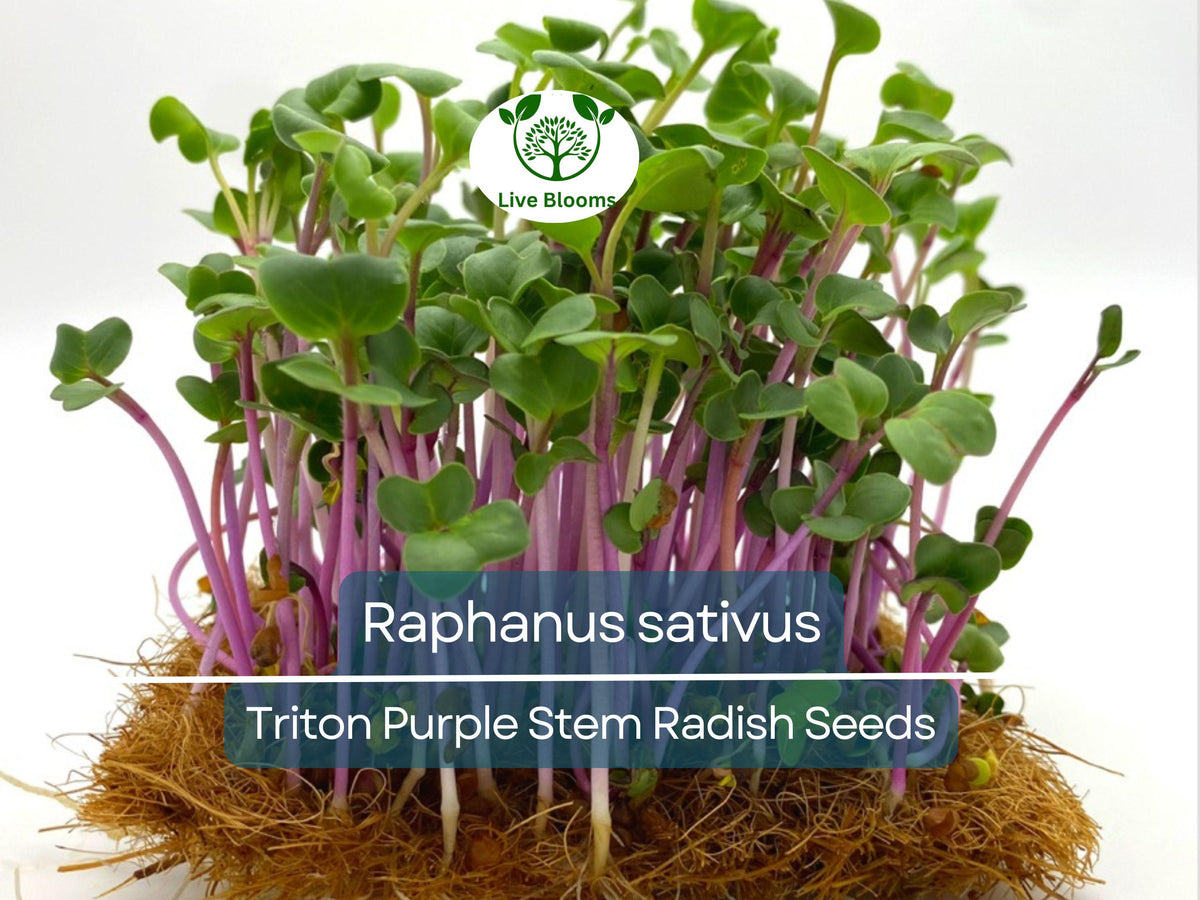 Triton Purple Stem Radish Seeds - 80 Heirloom Seeds (Raphanus sativus) for Easy Gardening & Crisp Harvests