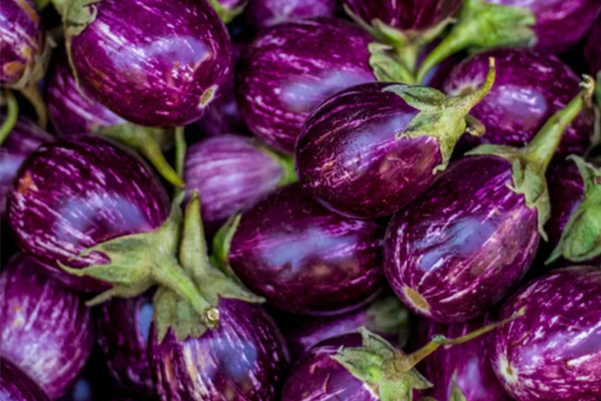 Round Purple Eggplant Seeds | Heirloom Indian Eggplant | Solanum melongena | Pack of 50 Seeds for Home Gardening