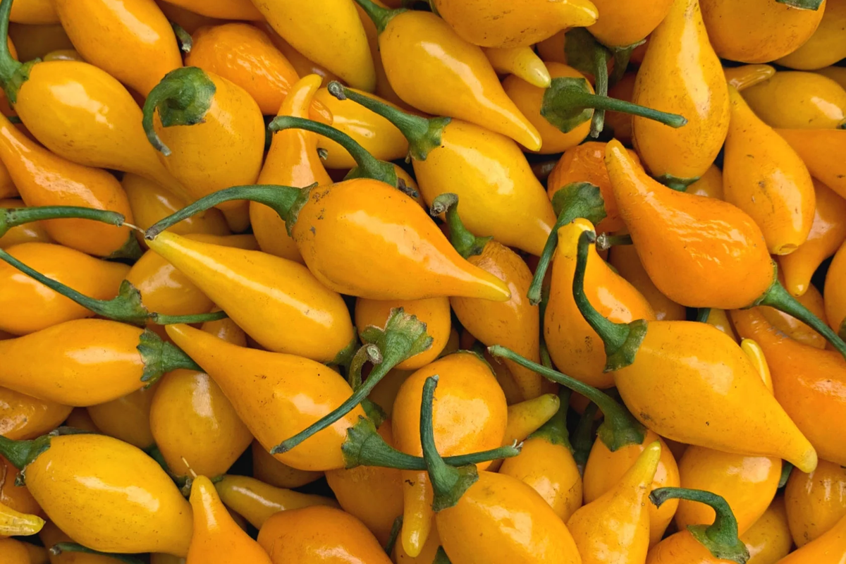 Biquinho Yellow Hot Pepper Seeds | NON-GMO | Capsicum chinense | Sweet Flavor for Salsas and Sauces