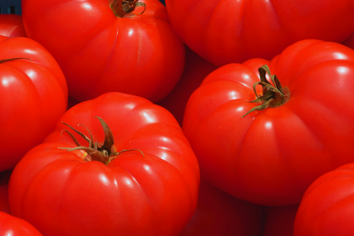 Beefsteak Tomato Seeds | Non-GMO Heirloom Variety | Solanum lycopersicum | Large, Juicy Red Tomatoes for Home Garden