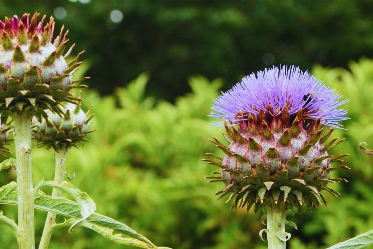 Cardoon Seeds | NON-GMO Artichoke Thistle | Cynara cardunculus | Unique Purple Blooms for Garden