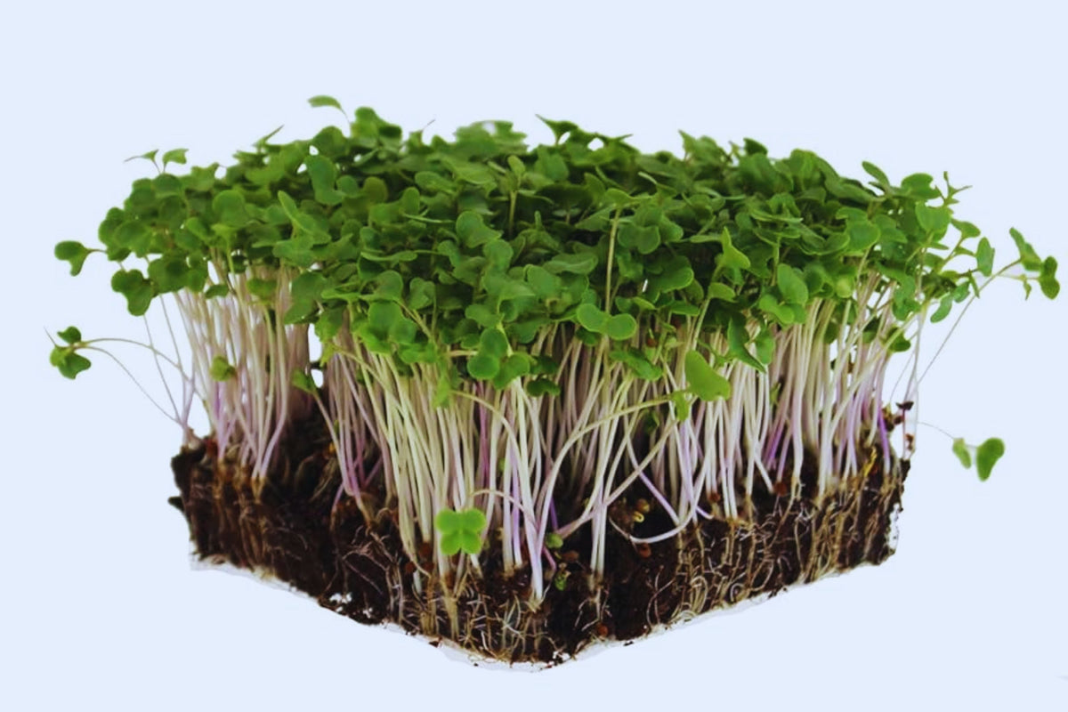 Sprouting Lid Kit with Broccoli Seeds - Non-GMO - 2 Reusable Lids - Brassica oleracea - Indoor Gardening Essentials