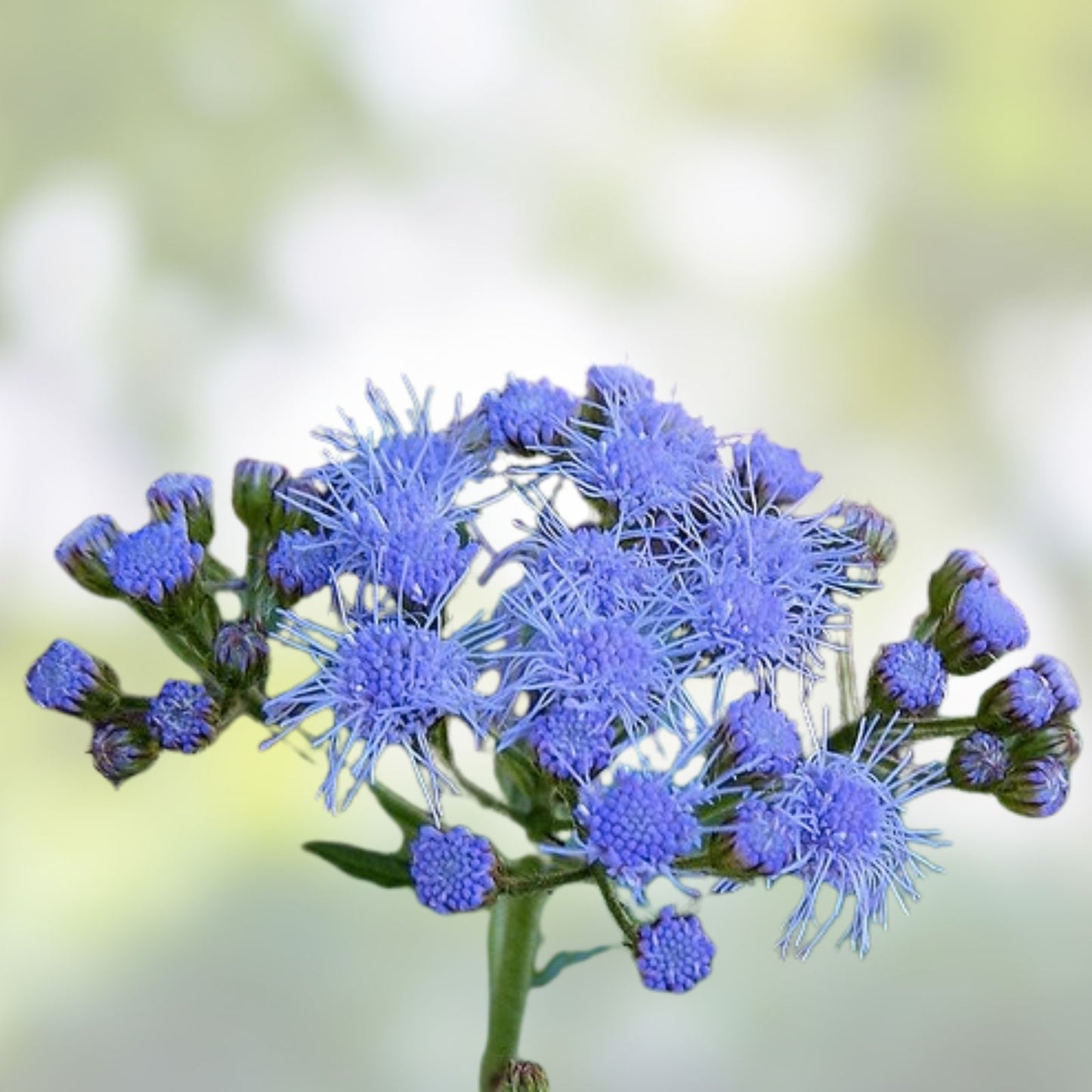 Ageratum Seeds 150 Count - Lavender Mist - Annual Flower Seeds - Ageratum Houstonianum
