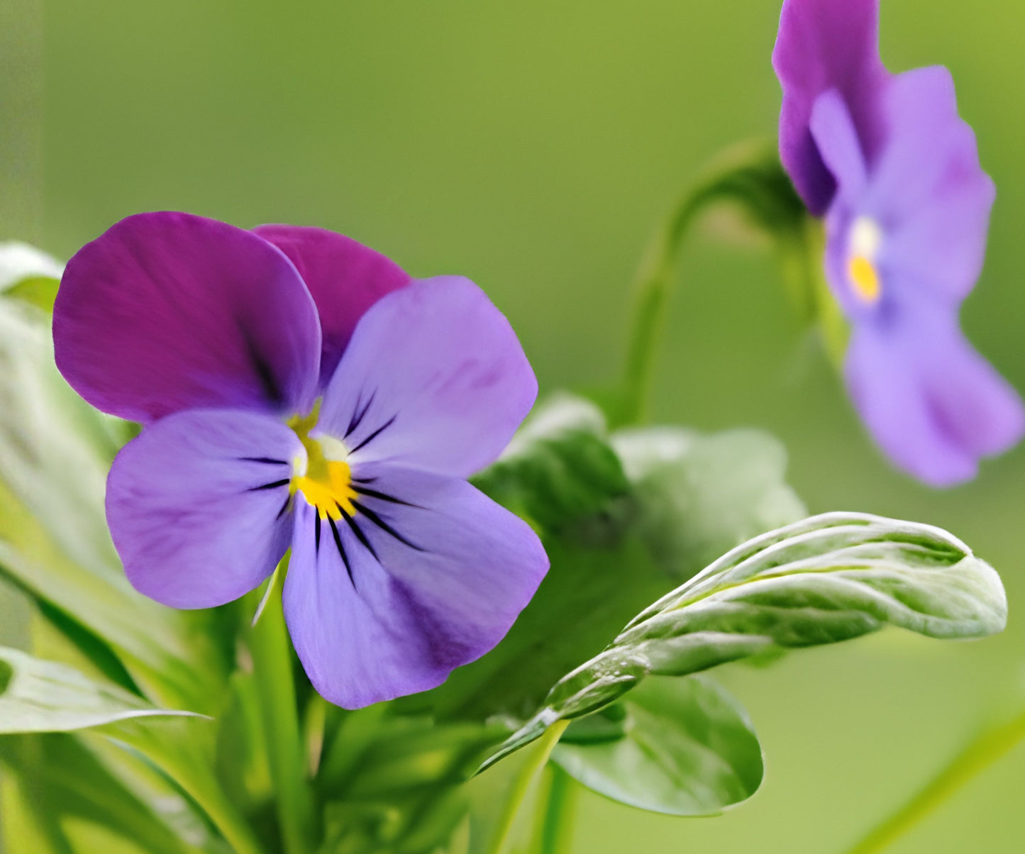 Pansy Seeds Packet - 150 Non-GMO Fresh Harvest Seeds - Fragrant Flowers - Viola tricolor