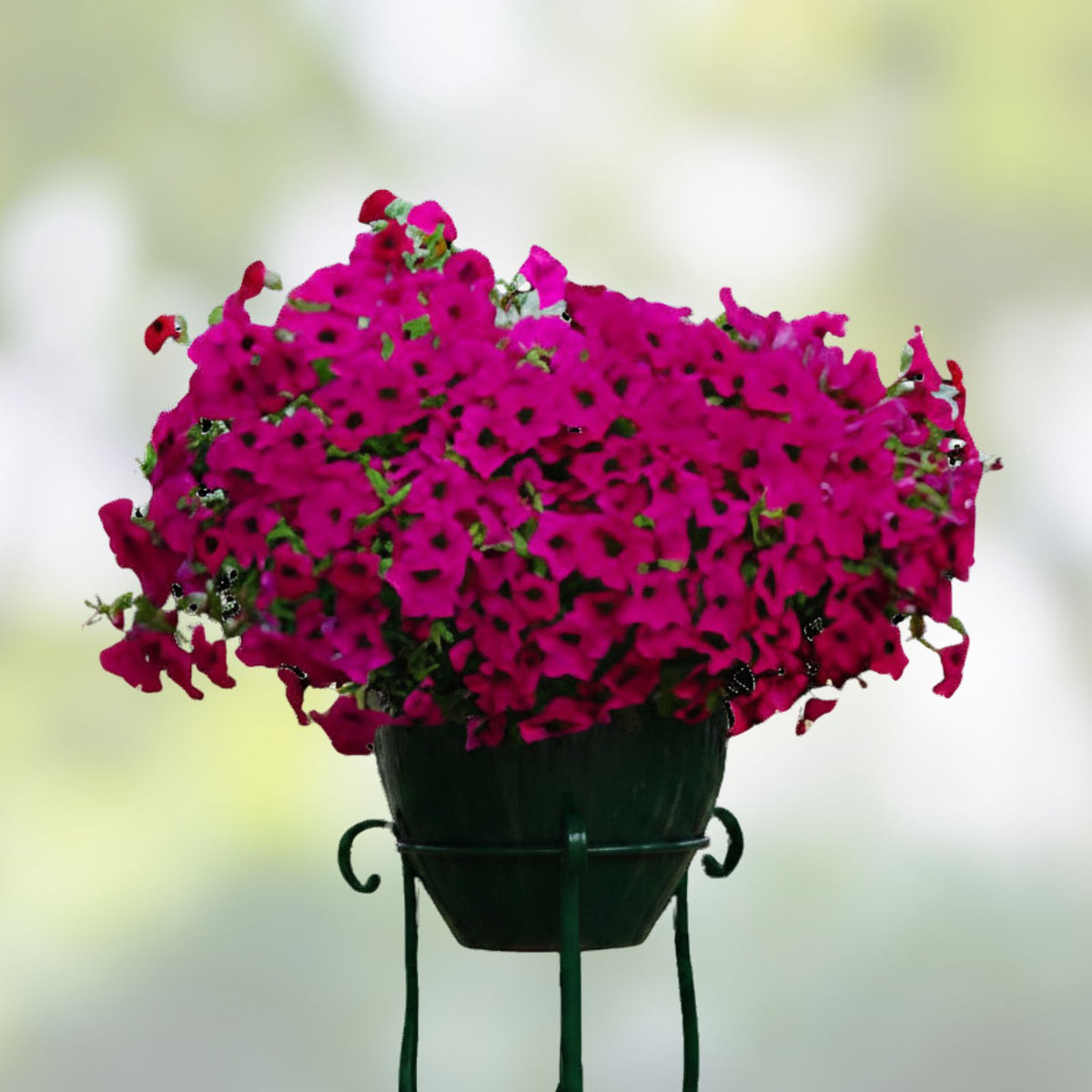 Sublime Plum Petunia Seeds - 1000+ Bulk Pack - Perennial Flower Seeds - US Seller