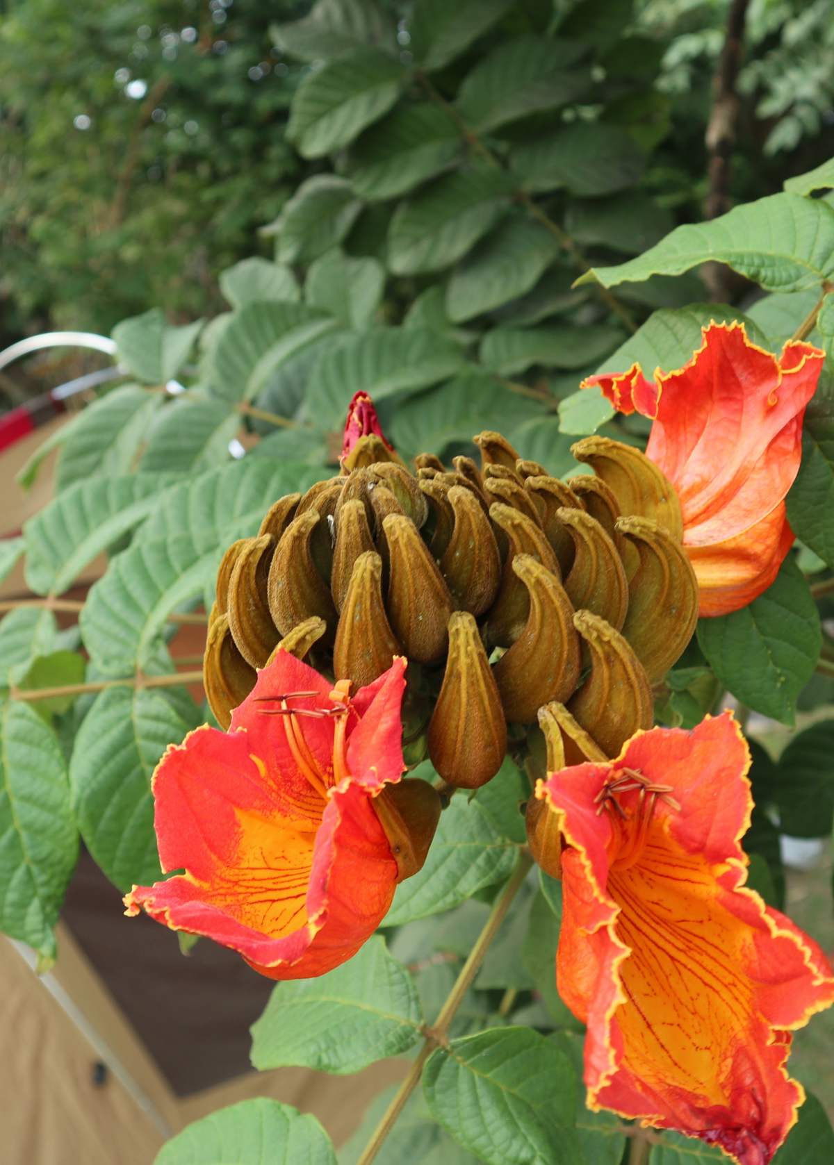 African Tulip Tree, Jamaican Donkey Pee Pee (Spathodea campanulata)