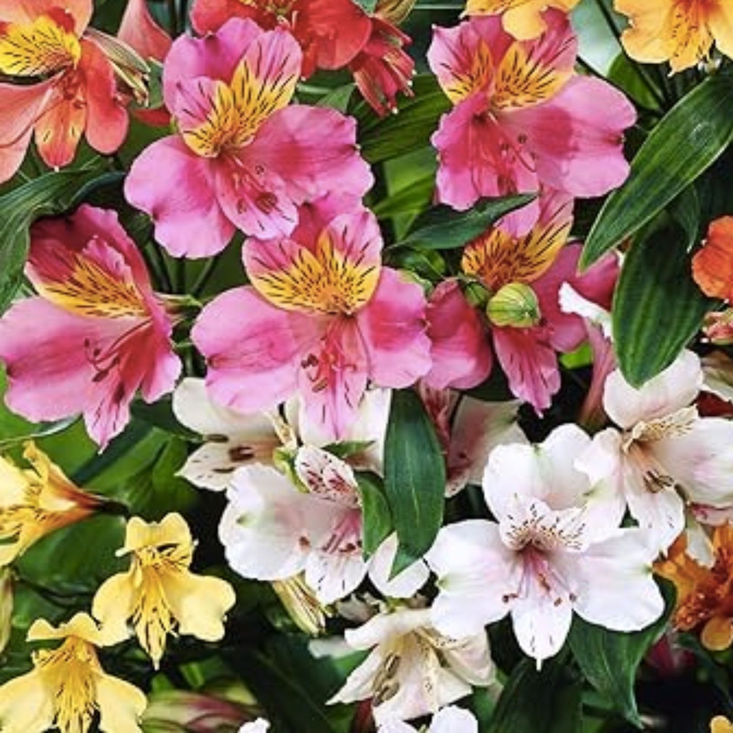 30+ Alstroemeria Seeds for Planting - Mixed Perennial Peruvian Lily Flowers - Garden Seeds