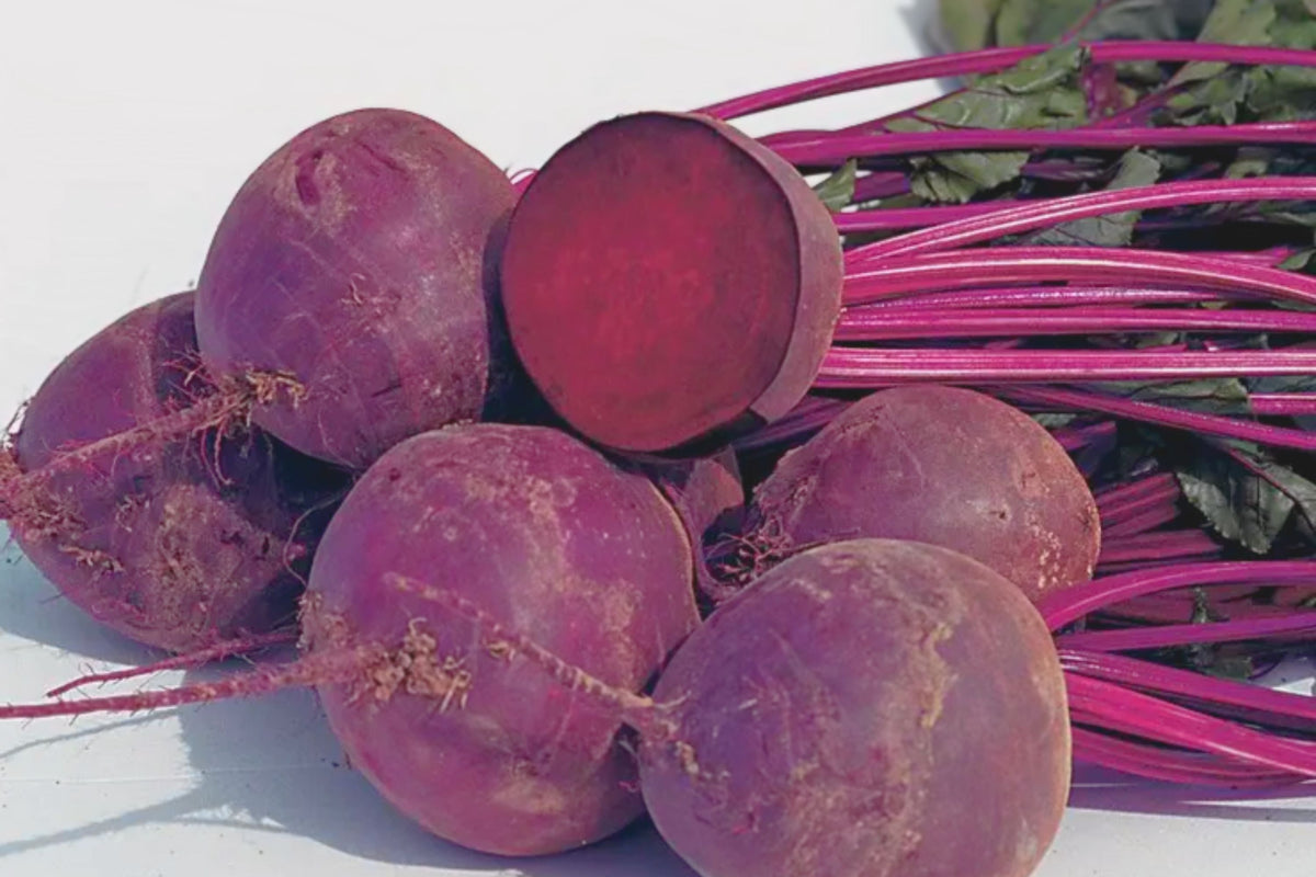 Bulls Blood Beet Seeds | 100+ Non-GMO Organic Heirloom | Beta vulgaris | Deep Red Foliage for Vegetable Gardening