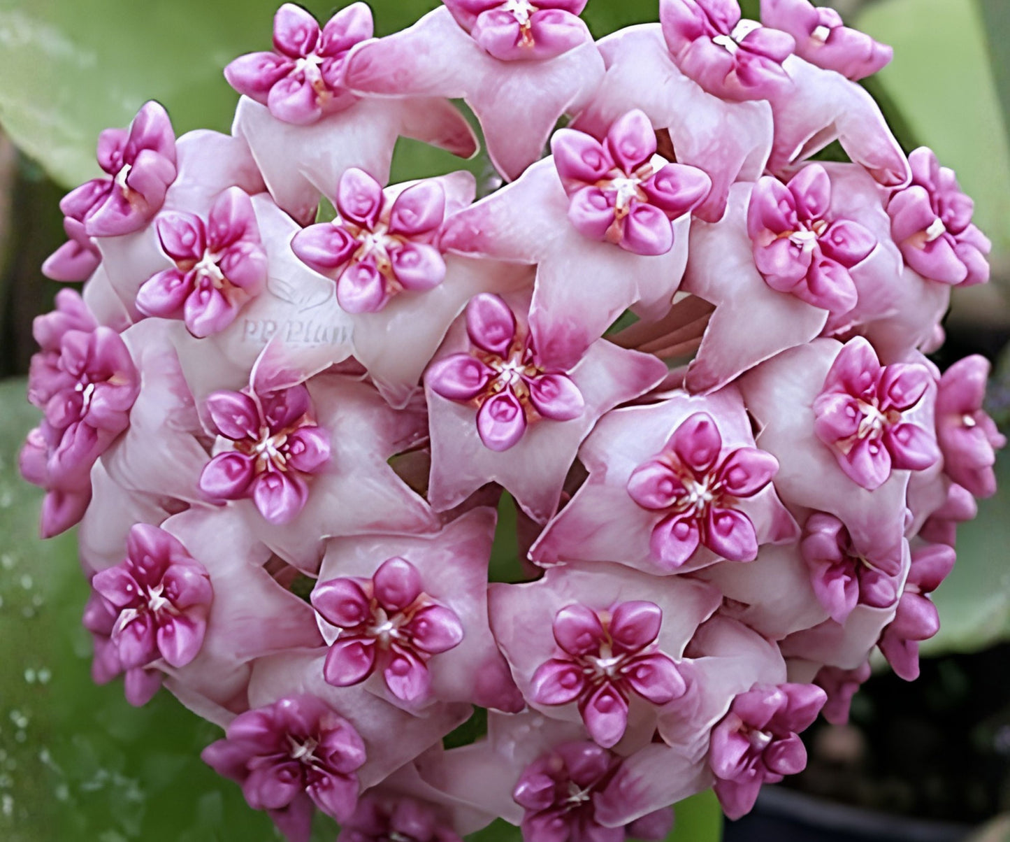 Hoya AH053 Plant in 3.5" Pot - Rare Fully Rooted Healthy Houseplant - Hoya spp.