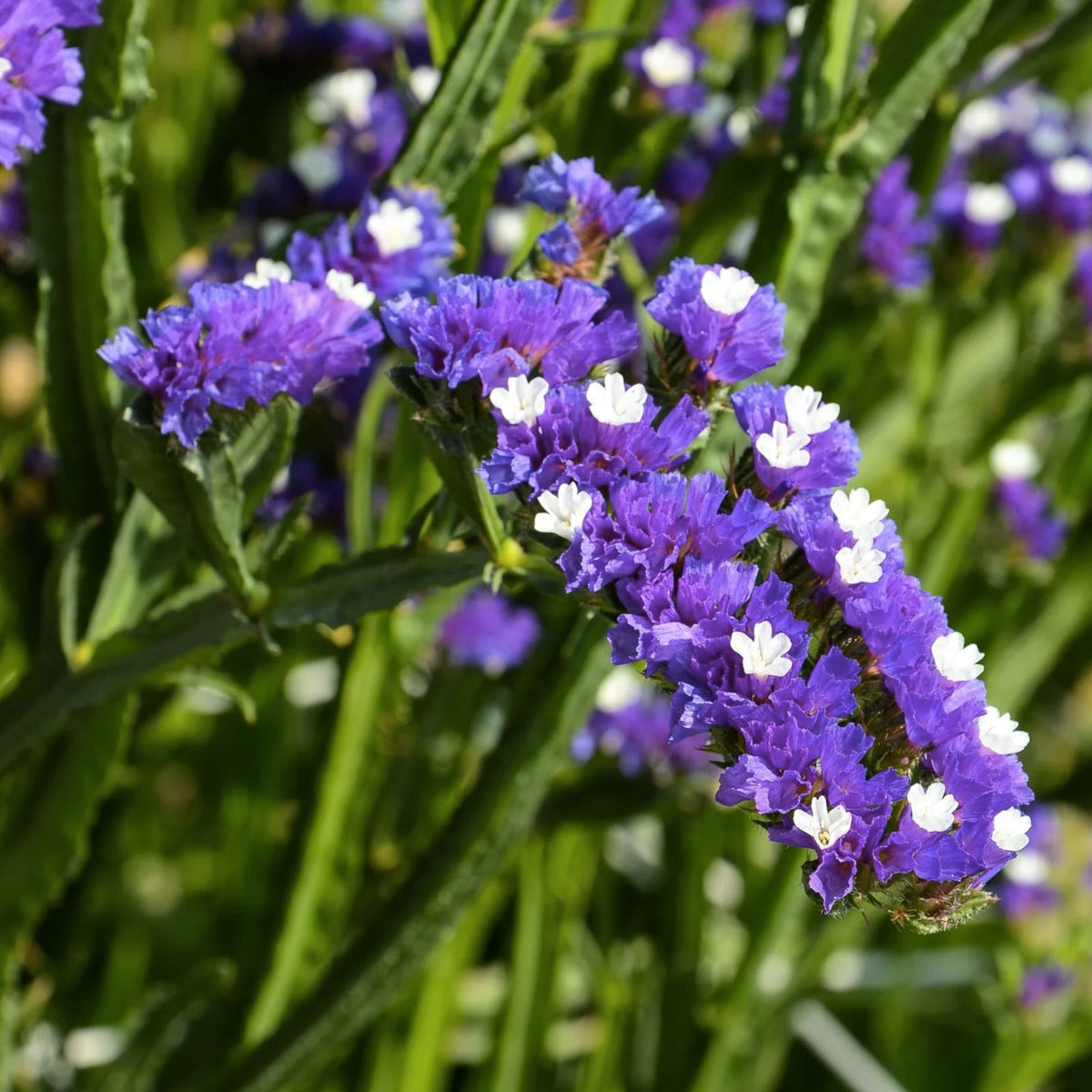 Statice Seeds 85 Count Lavender Hue Flower Seeds Non-GMO Limonium sinuatum for Garden