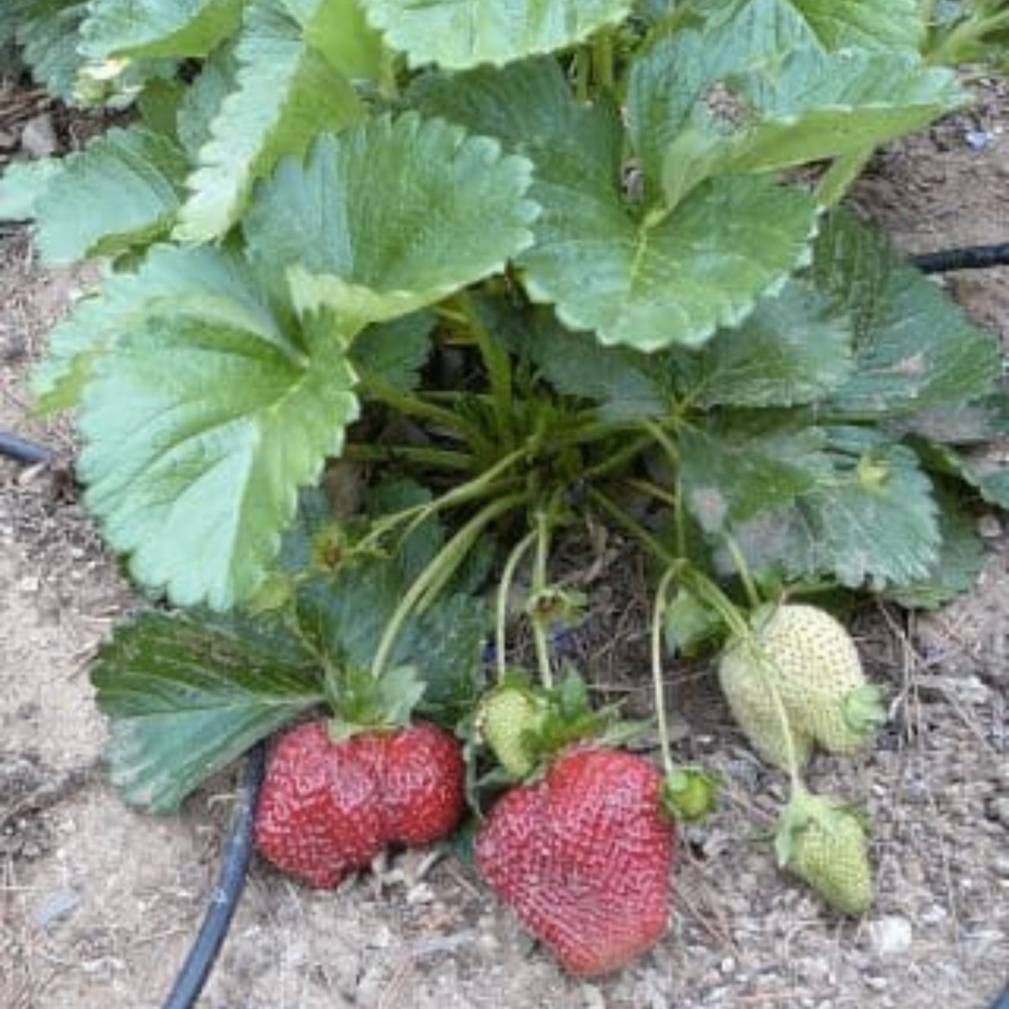 Everbearing Strawberry Seeds 200+ Fragaria x ananassa Garden Planting Kit Red Fruit Live Plant