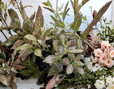 Pink Nerve Fittonia Plant Cutting - Striped Spotted Leaves - Fittonia spp - Live Indoor Houseplant Division for Containers