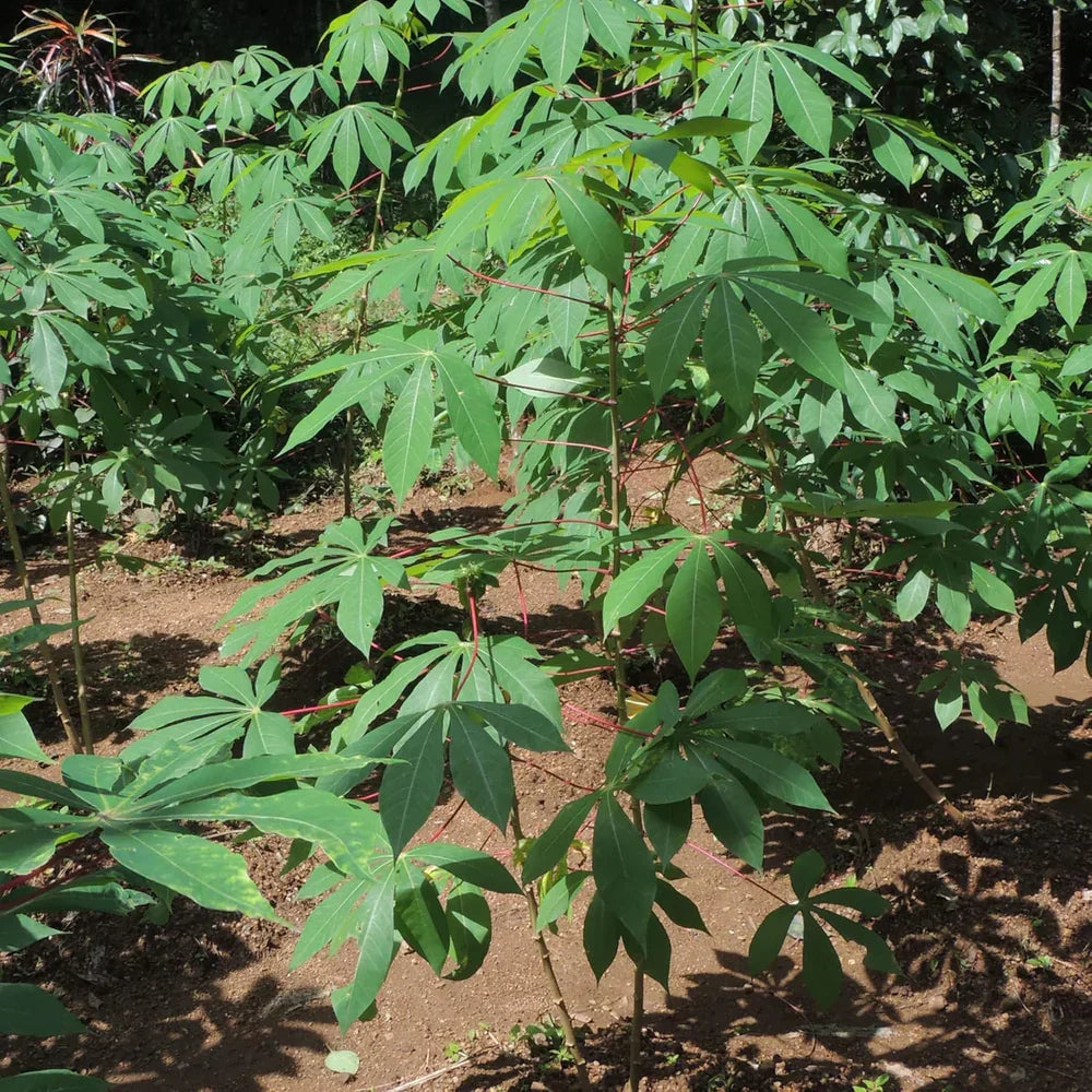 4 Cassava Cuttings, 6-8 inches, Manihot esculenta, Tropical Ornamental Plant for Edible Gardens & Landscaping