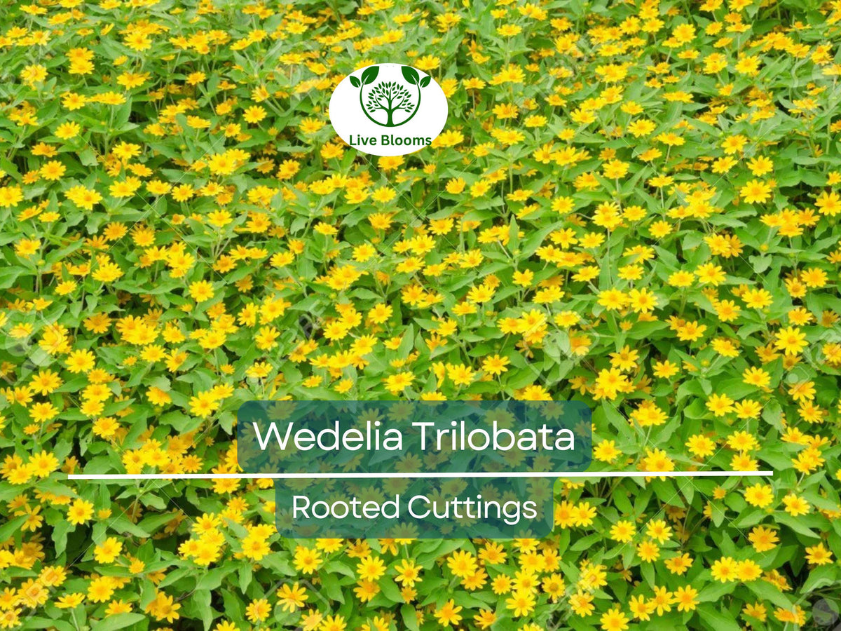 10 Live Rooted Cuttings Wedelia Trilobata, Creeping Daisy, Tropical Ground Cover, Perennial Flowering Plant for Landscaping