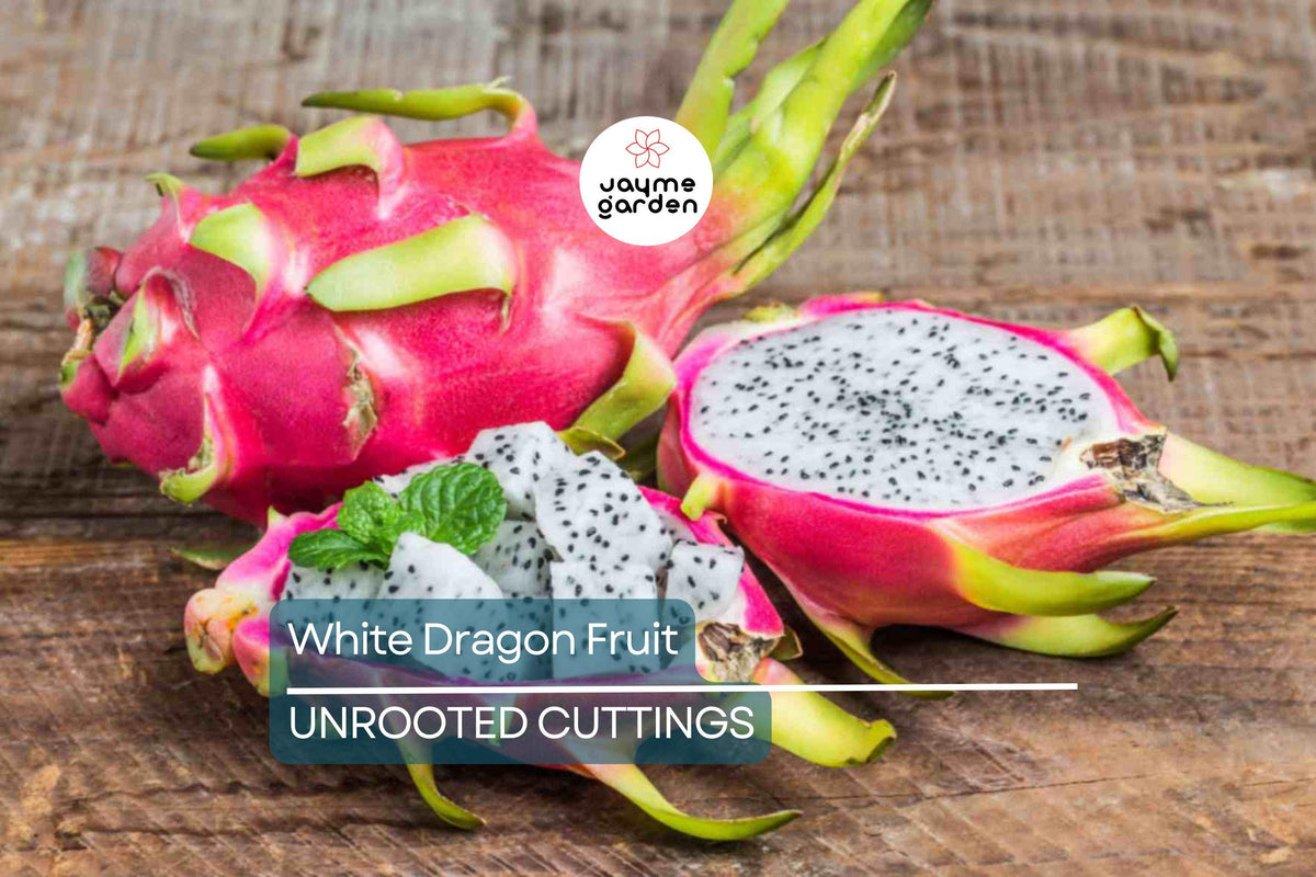 Christmas Cactus Starter Plant - Miss Shimano - Schlumbergera Truncata - Well-Rooted Indoor Cactus for Holiday Decor