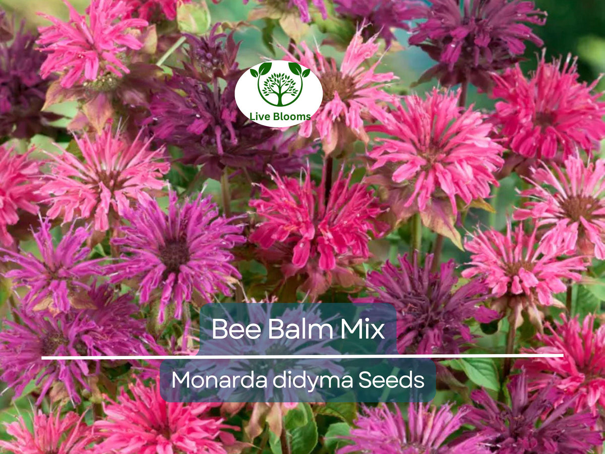 Gourmet Lettuce Mix Seeds - 500 Heirloom Seeds - Colorful Blend of Butterhead, Romaine, and Leaf - Lactuca sativa