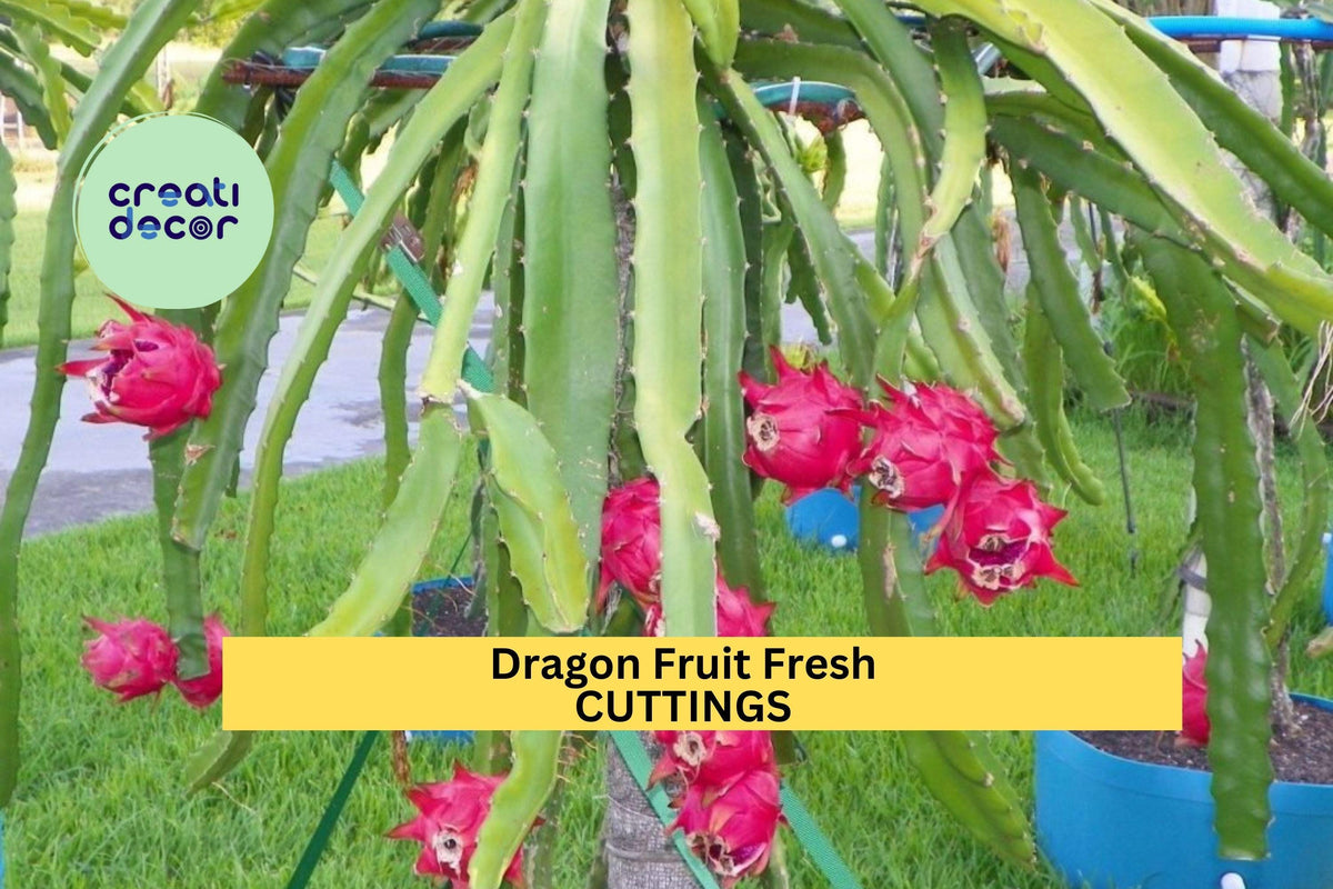 Christmas Cactus Starter Plant - Miss Shimano - Schlumbergera Truncata - Well-Rooted Indoor Cactus for Holiday Decor