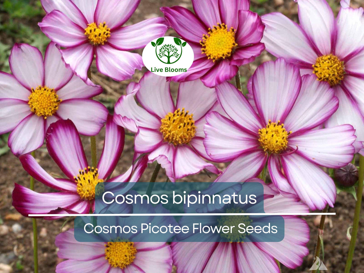 1 Gram Cosmos Picotee Seeds | Bicolor Flowers | Cosmos bipinnatus | Pollinator-Friendly Garden Planting