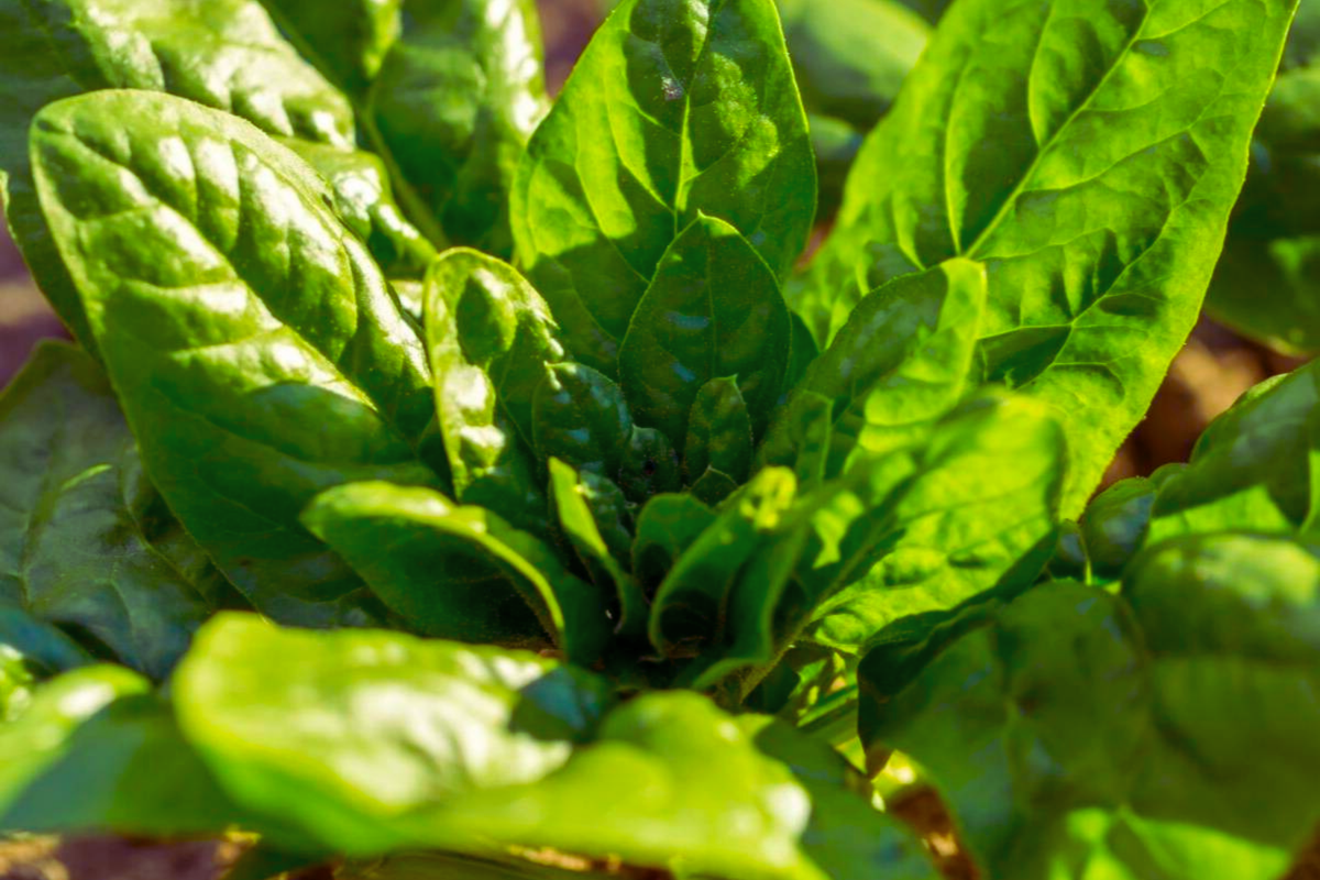 Giant Noble Spinach Seeds | NON-GMO Heirloom | Spinacia oleracea | Nutrient-Rich Greens for Home Gardening